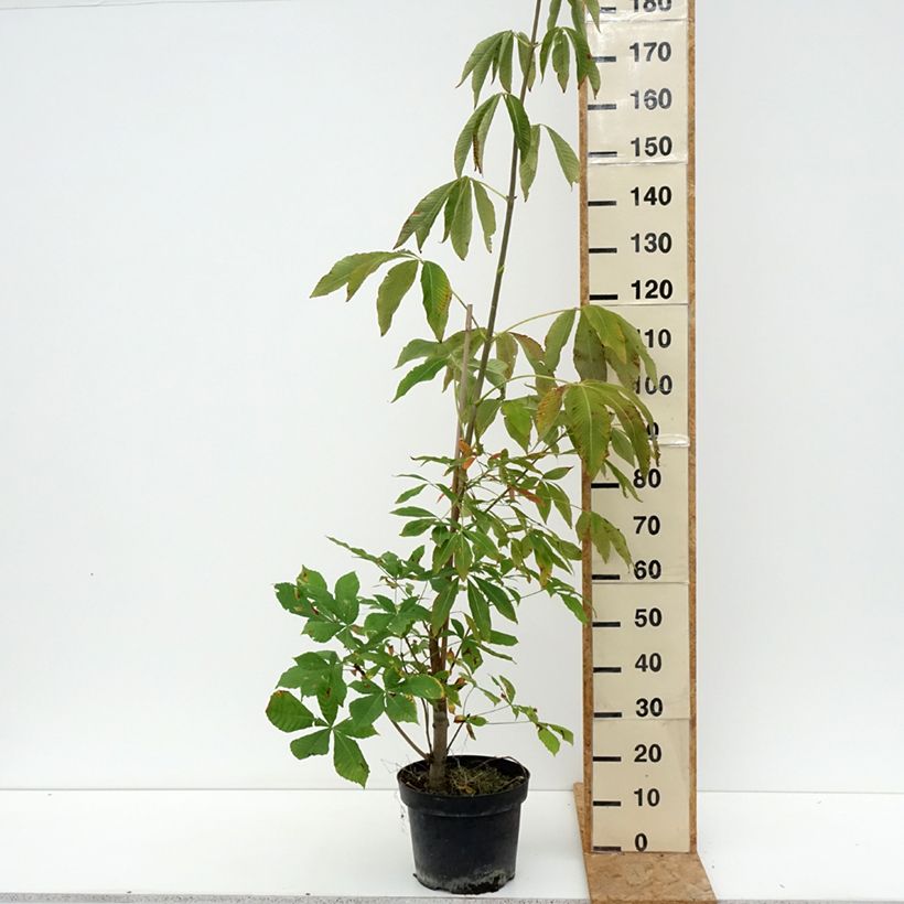 Exemplaar van Aesculus x glaucescens - Paardenkastanje Pot van 7,5 l/10 l zoals geleverd in de zomer