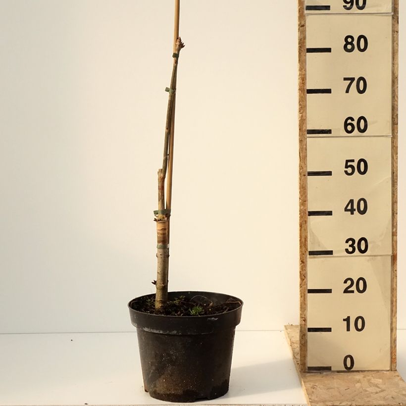 Exemplaar van Aesculus x glaucescens - Paardenkastanje Pot van 7,5 l/10 l zoals geleverd in de winter