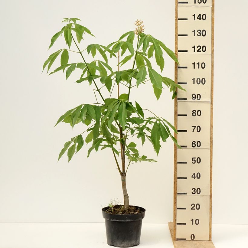Example of Aesculus x glaucescens - Paardenkastanje Pot van 7,5 l/10 l as you get in printemps