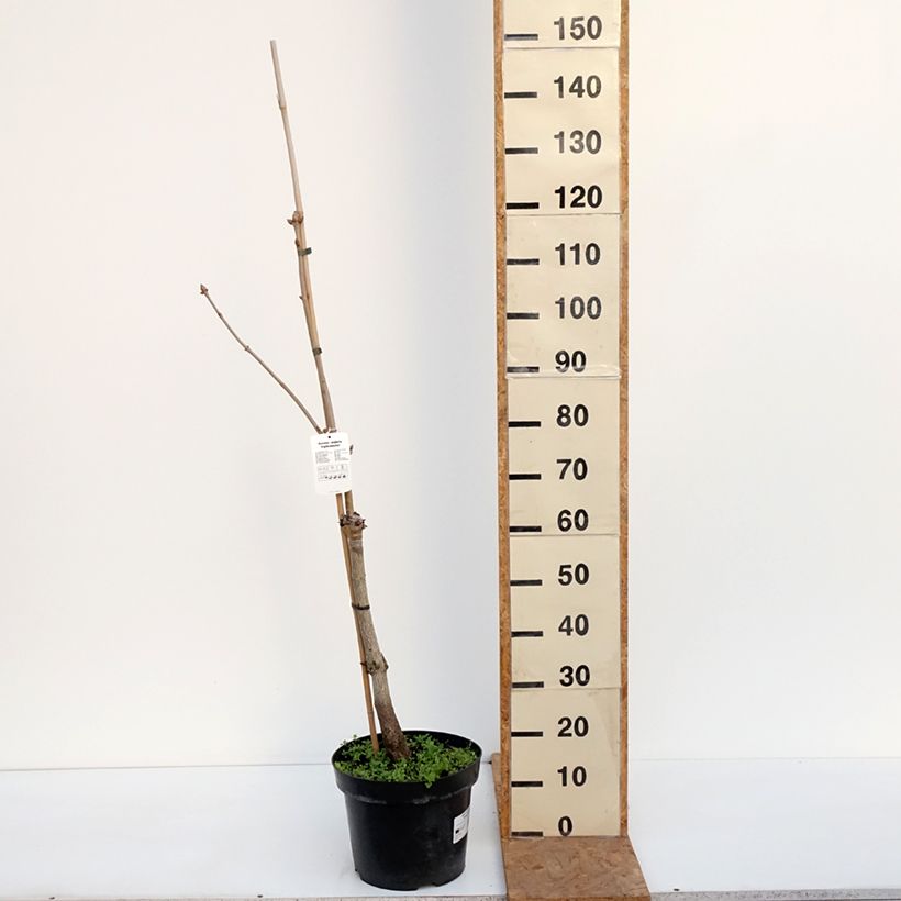 Exemplaar van Aesculus neglecta Erythroblastos - Paardenkastanje Pot van 7,5 l/10 l zoals geleverd in de herfst