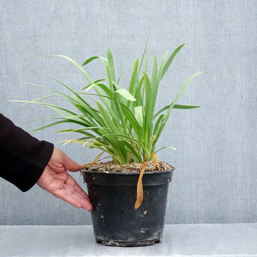 Exemplaar van Agapanthus africanus (umbellatus) Albus - Afrikaanse lelie Pot van 4 l/5 l zoals geleverd in de herfst