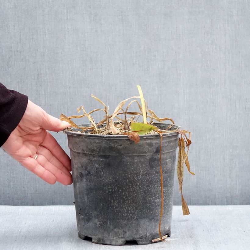 Exemplaar van Agapanthus africanus (umbellatus) Albus - Afrikaanse lelie Pot van 4 l/5 l zoals geleverd in de winter