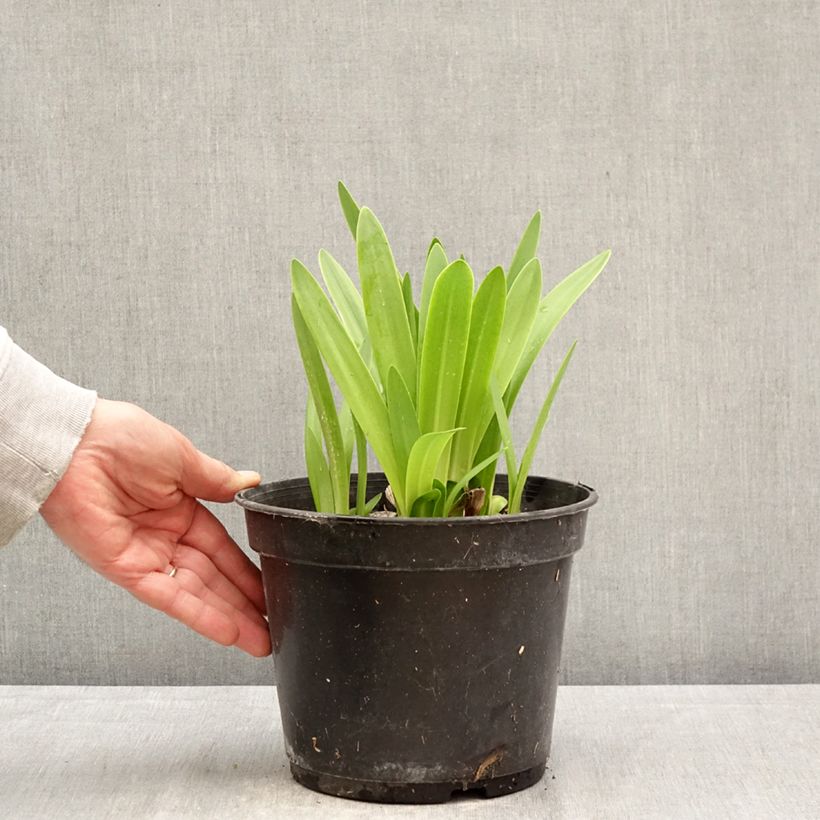Exemplaar van Agapanthus africanus (umbellatus) Albus - Afrikaanse lelie Pot van 4 l/5 l zoals geleverd in de lente
