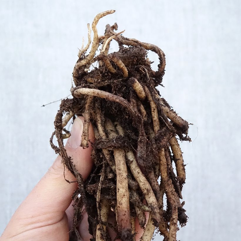 Exemplaar van Agapanthus africanus (umbellatus) Albus - Afrikaanse lelie Stronk, 1–2 ogen zoals geleverd in de winter