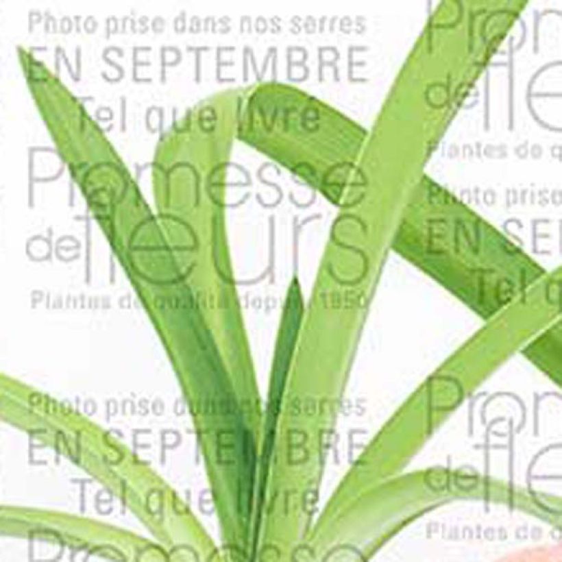 Agapanthus Blue Heaven - Afrikaanse lelie (Blad)