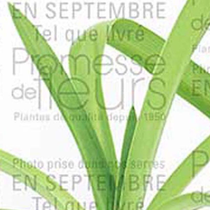 Agapanthus White Heaven - Afrikaanse lelie (Blad)