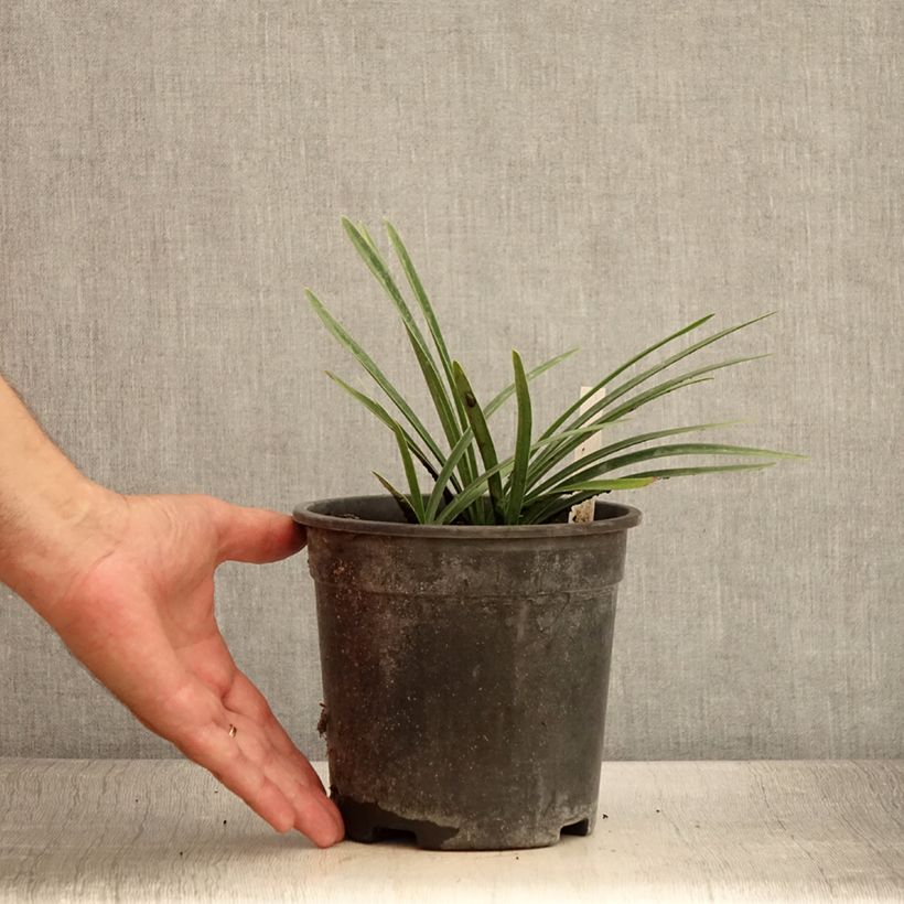 Exemplaar van Agapanthus Back in Black - Afrikaanse lelie Pot van 2 l/3 l zoals geleverd in de zomer