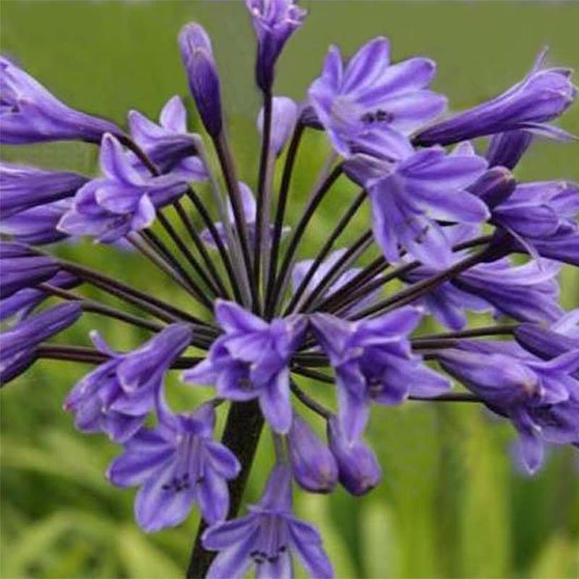 Agapanthus Black Buddhist - Afrikaanse lelie (Bloei)