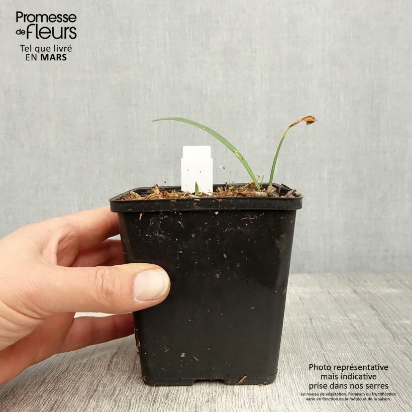 Exemplaar van Agapanthus Black Buddhist - Afrikaanse lelie Kweekpotje van 8/9 cm zoals geleverd in de lente