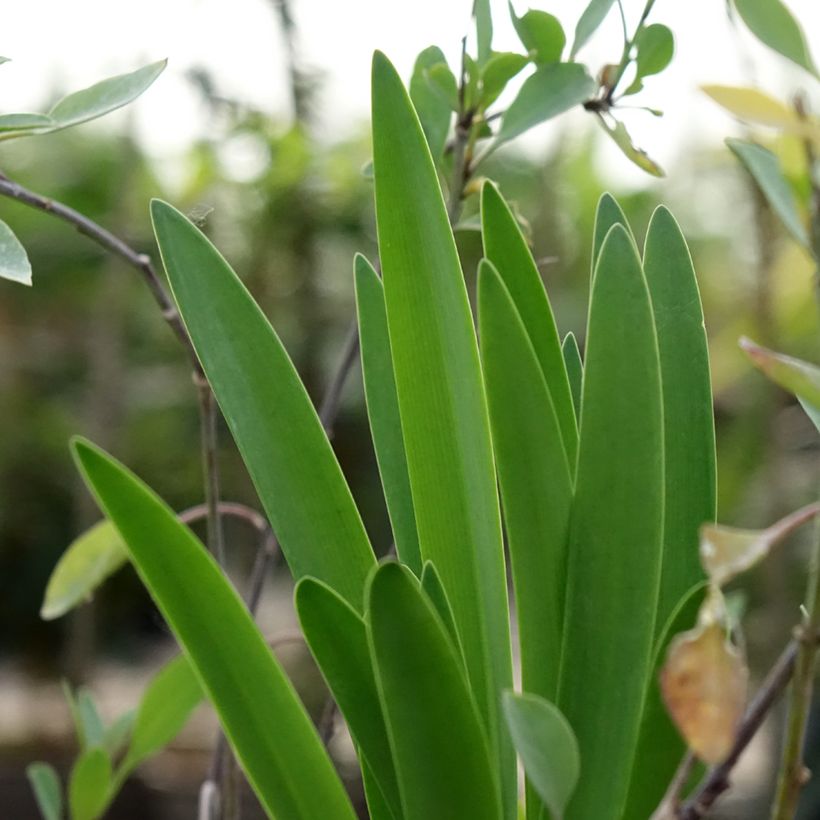 Agapanthus Black Buddhist - Afrikaanse lelie (Blad)