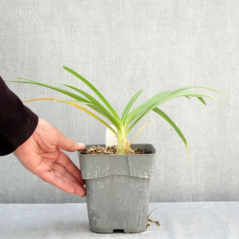 Exemplaar van Agapanthus Black Jack - Afrikaanse lelie Pot van 1,5 l/2 l zoals geleverd in de herfst