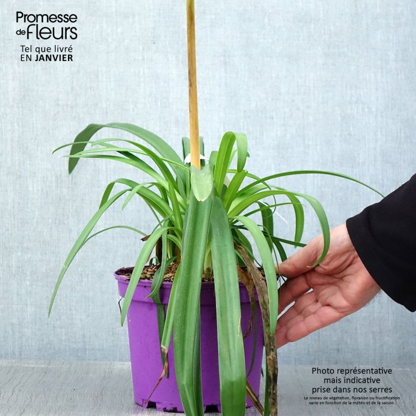 Exemplaar van Agapanthe Black Jack Pot de 1,5L/2L zoals geleverd in de winter