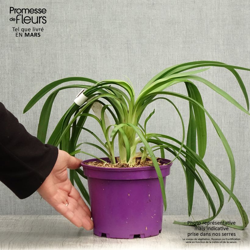 Exemplaar van Agapanthus Black Jack - Afrikaanse lelie Pot van 1,5 l/2 l zoals geleverd in de lente