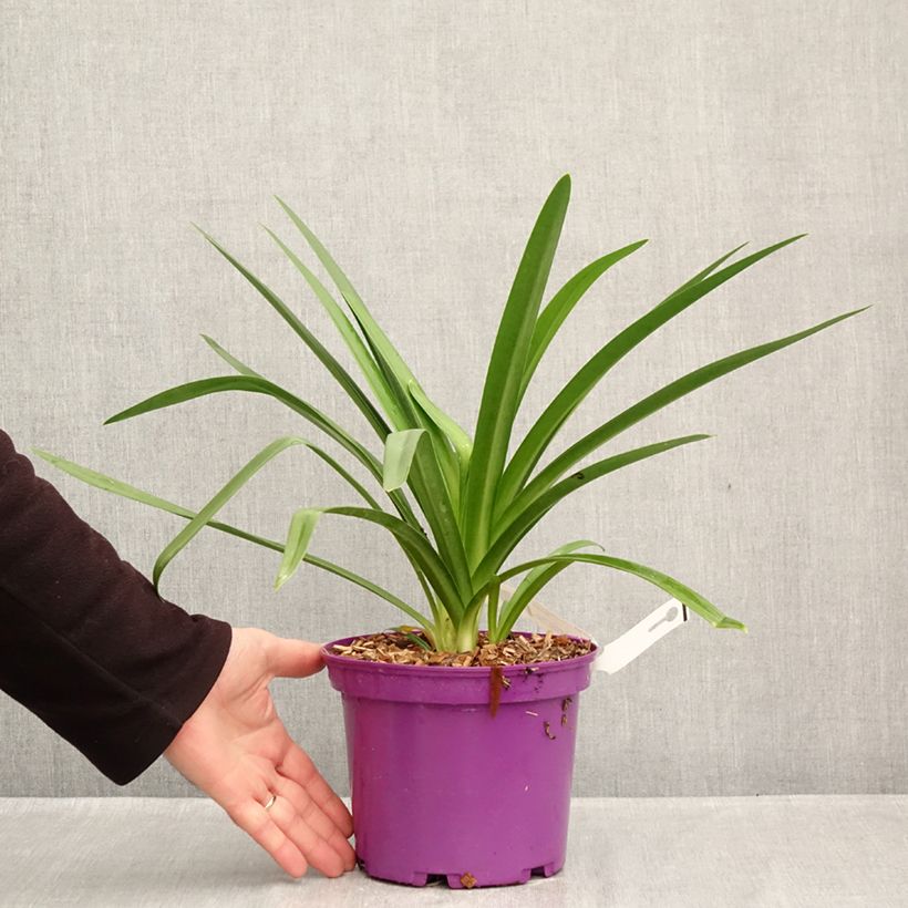 Exemplaar van Agapanthus Black Jack - Afrikaanse lelie Pot van 3 l/4 l zoals geleverd in de herfst
