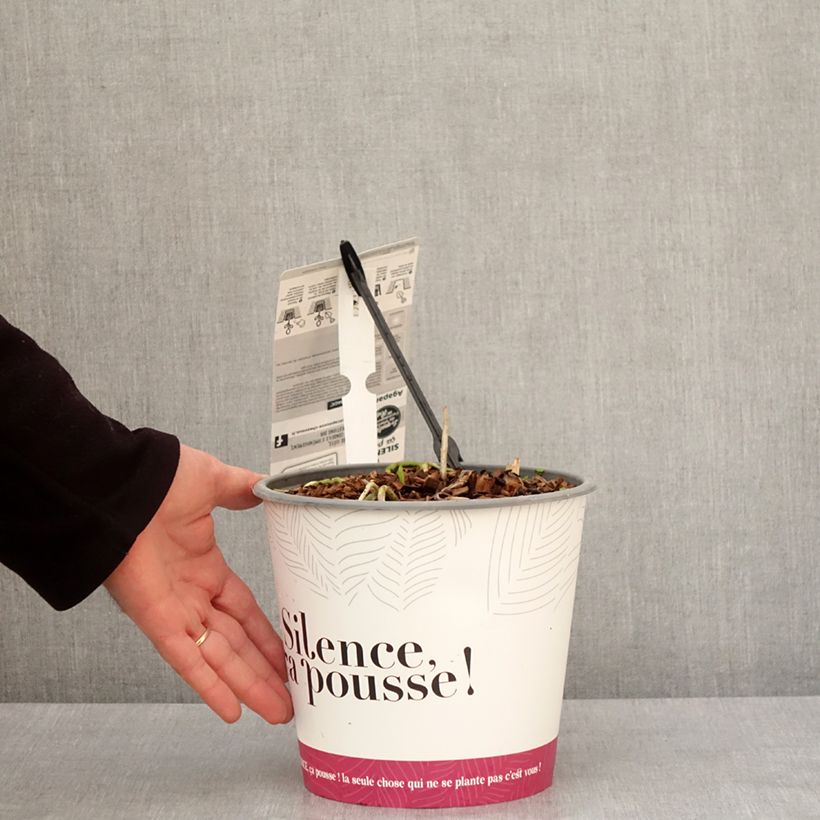 Exemplaar van Agapanthus Black Jack - Afrikaanse lelie Pot van 3 l/4 l zoals geleverd in de winter