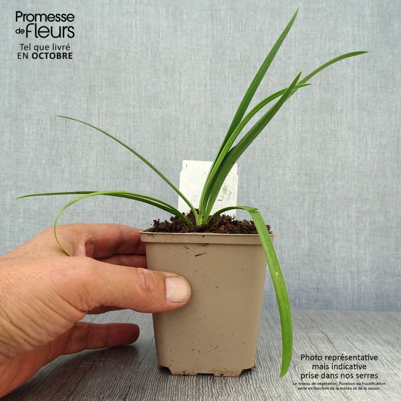 Exemplaar van Agapanthus Black Pantha - Afrikaanse lelie Kweekpotje van 8/9 cm zoals geleverd in de herfst