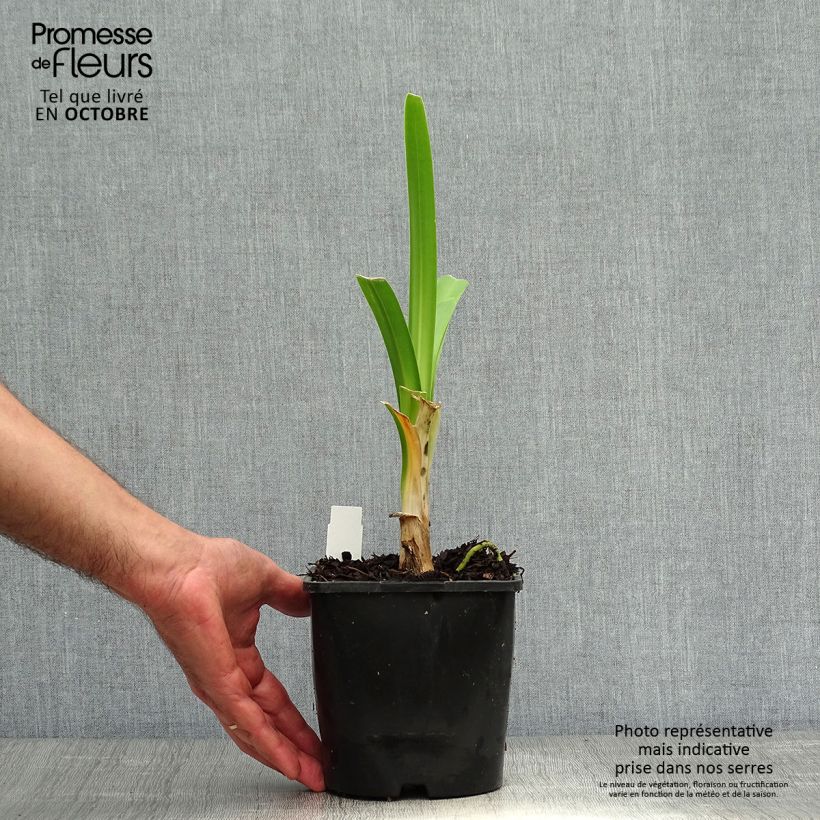 Exemplaar van Agapanthus Black Pantha - Afrikaanse lelie Pot van 2 l/3 l zoals geleverd in de herfst