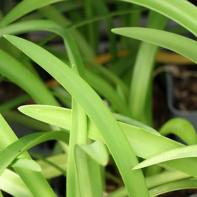Agapanthus Black Pantha - Afrikaanse lelie (Blad)