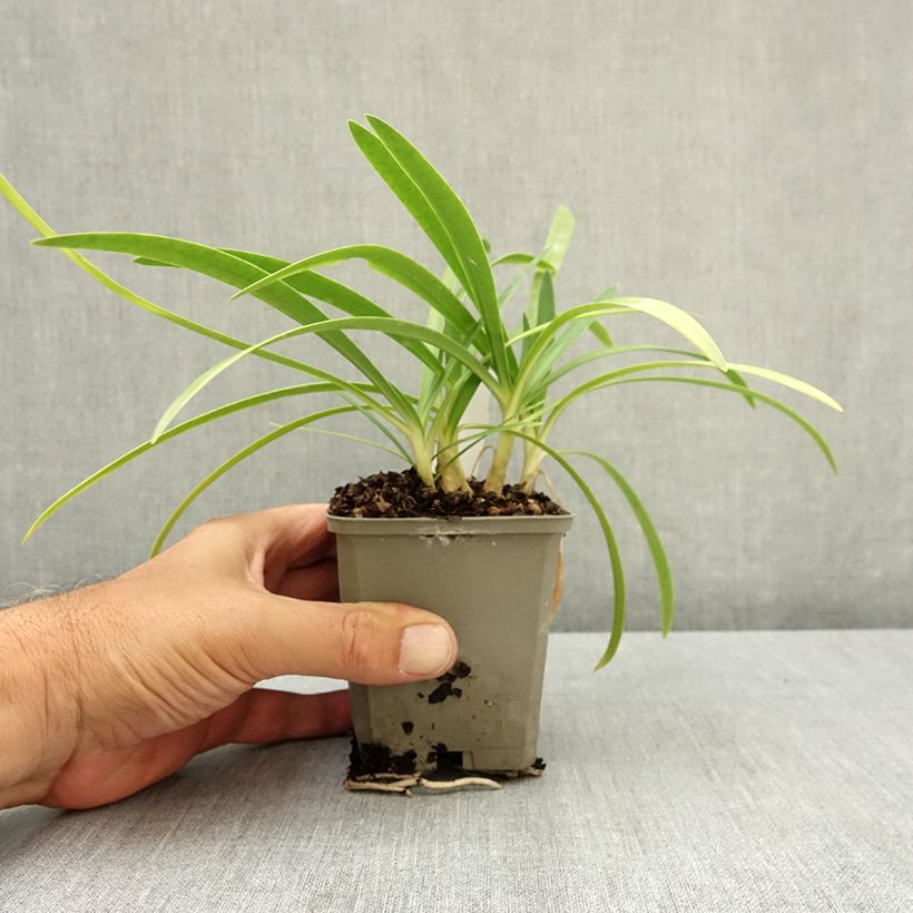 Exemplaar van Agapanthus Blue Baby - Afrikaanse lelie Kweekpotje van 8/9 cm zoals geleverd in de zomer