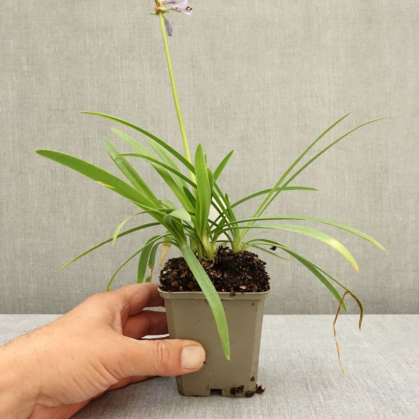 Exemplaar van Agapanthus Blue Baby - Afrikaanse lelie Kweekpotje van 8/9 cm zoals geleverd in de lente