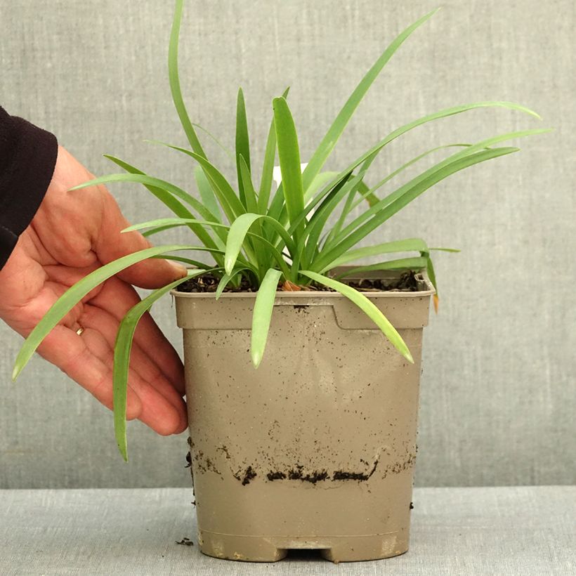 Exemplaar van Agapanthus Blue Baby - Afrikaanse lelie Pot van 2 l/3 l zoals geleverd in de lente