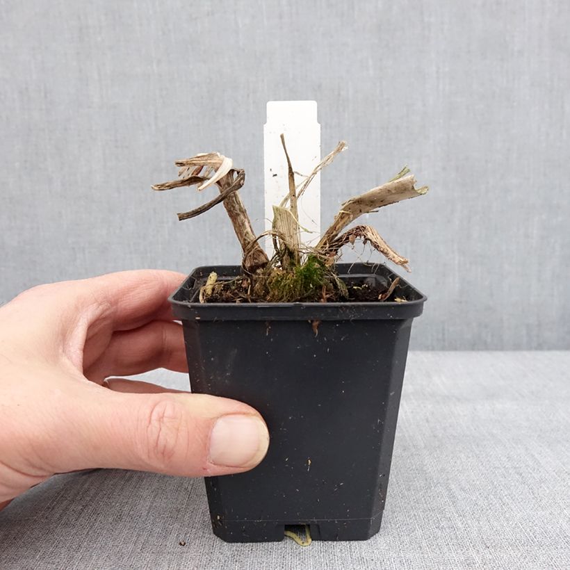 Exemplaar van Agapanthus Blue Giant - Afrikaanse lelie Kweekpotje van 8/9 cm zoals geleverd in de winter