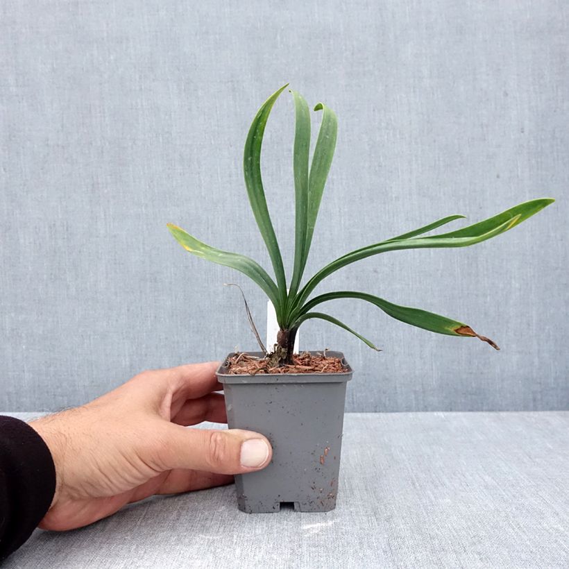Exemplaar van Agapanthus Blue Giant - Afrikaanse lelie Kweekpotje van 8/9 cm zoals geleverd in de herfst