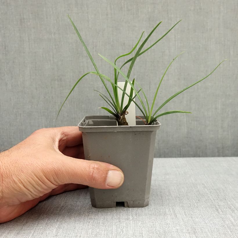 Exemplaar van Agapanthus Blue Giant - Afrikaanse lelie Kweekpotje van 8/9 cm zoals geleverd in de lente