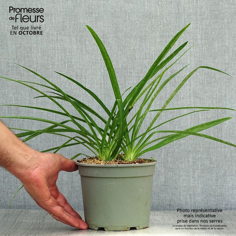 Exemplaar van Agapanthus Blue Heaven - Afrikaanse lelie Pot van 2 l/3 l zoals geleverd in de herfst