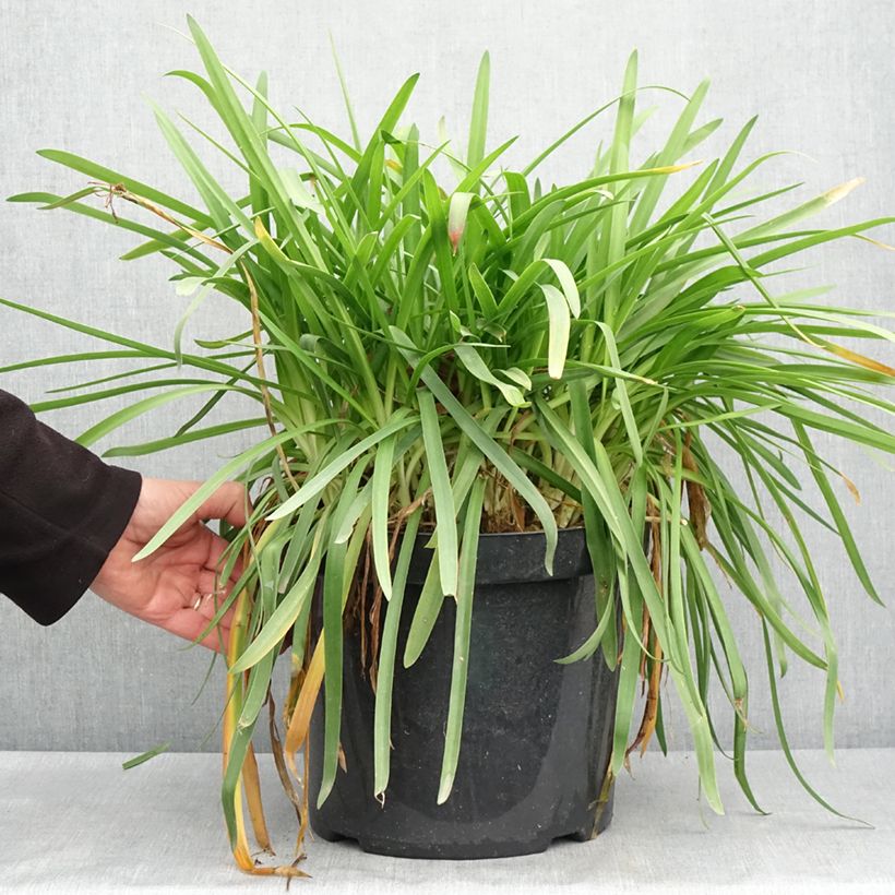 Exemplaar van Agapanthus Bluestorm - Afrikaanse lelie Pot van 7,5 l/10 l zoals geleverd in de lente