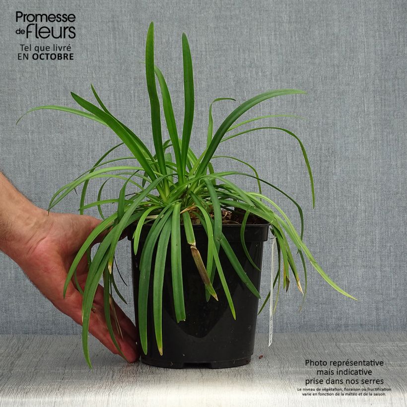 Exemplaar van Agapanthus Brilliant Blue - Afrikaanse lelie Pot van 2 l/3 l zoals geleverd in de herfst