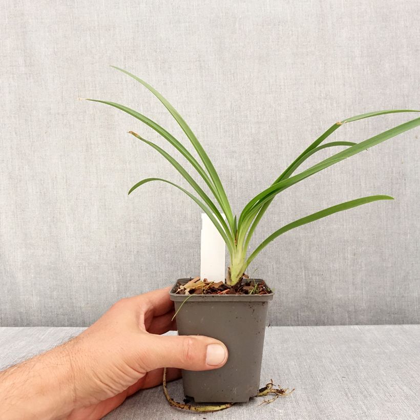 Exemplaar van Agapanthus campanulatus var albidus - Afrikaanse lelie Kweekpotje van 8/9 cm zoals geleverd in de herfst