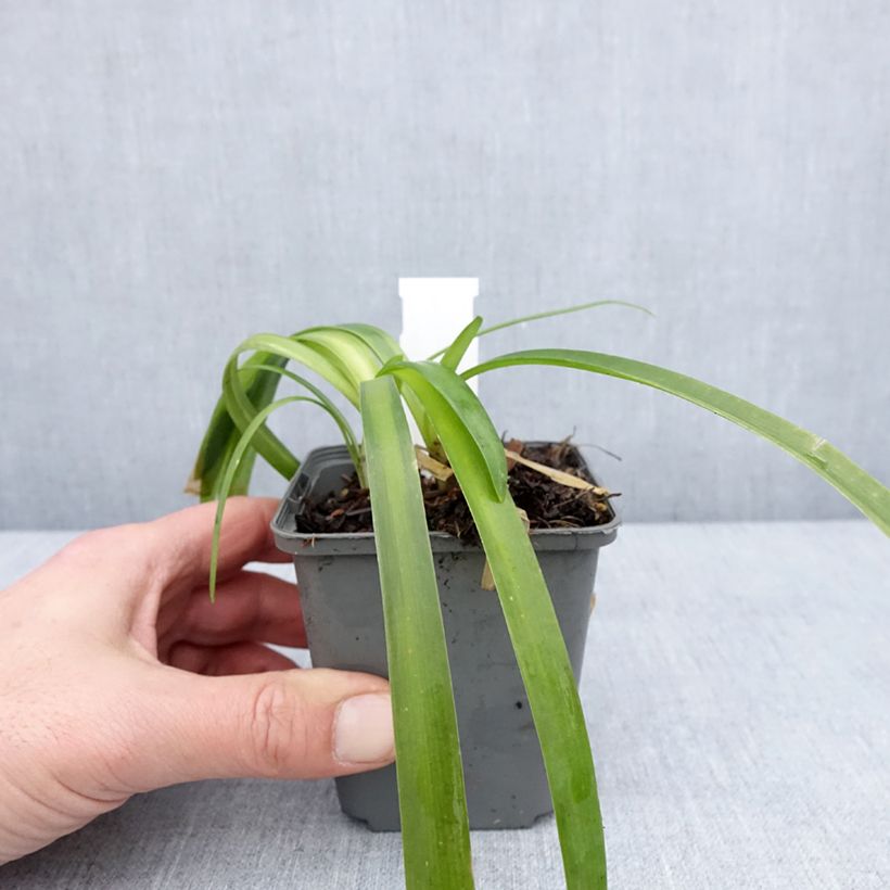 Exemplaar van Agapanthus campanulatus var albidus - Afrikaanse lelie Kweekpotje van 8/9 cm zoals geleverd in de winter