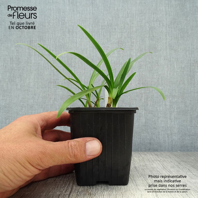 Exemplaar van Agapanthus Charlotte - Afrikaanse lelie Kweekpotje van 8/9 cm zoals geleverd in de herfst