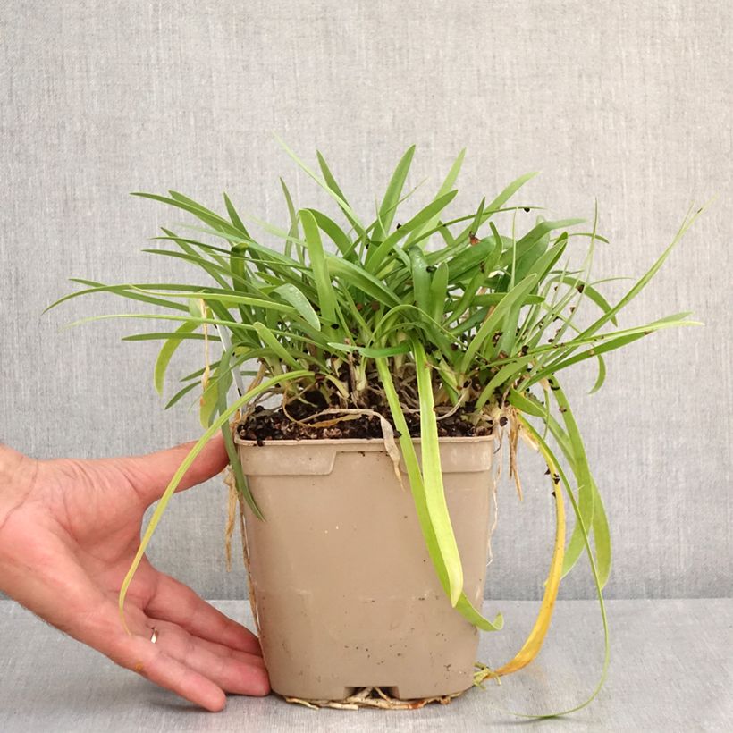 Exemplaar van Agapanthus Charlotte - Afrikaanse lelie Pot van 2 l/3 l zoals geleverd in de zomer