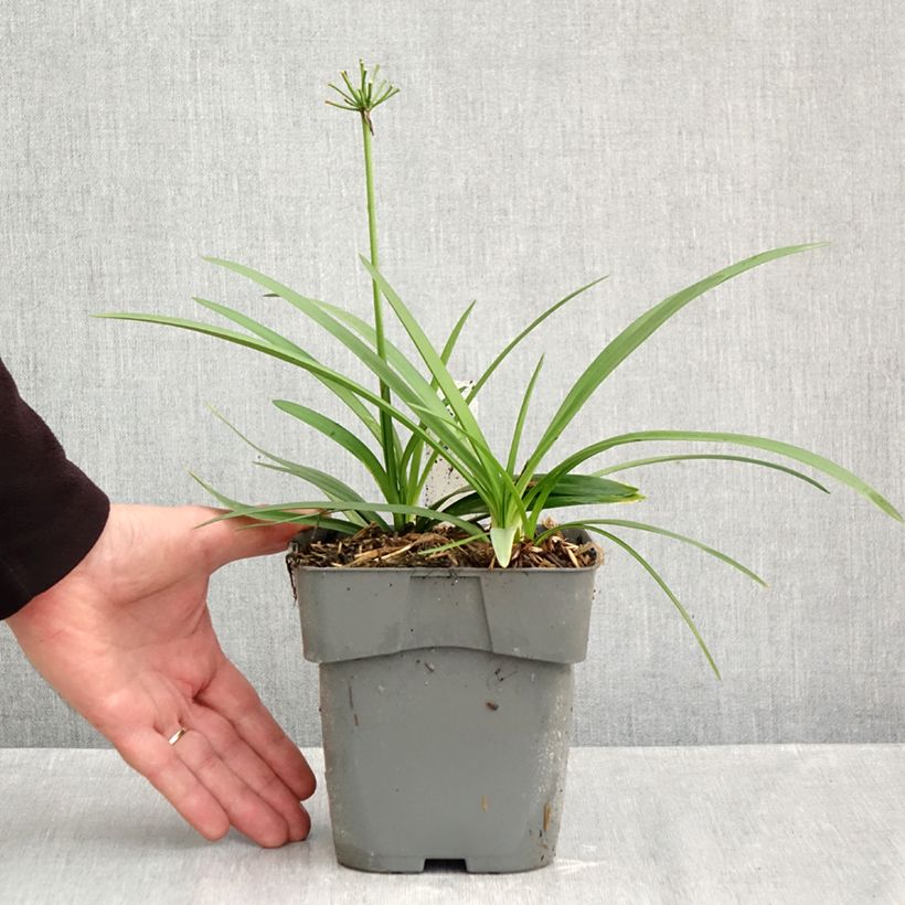 Exemplaar van Agapanthus Charlotte - Afrikaanse lelie Pot van 2 l/3 l zoals geleverd in de herfst