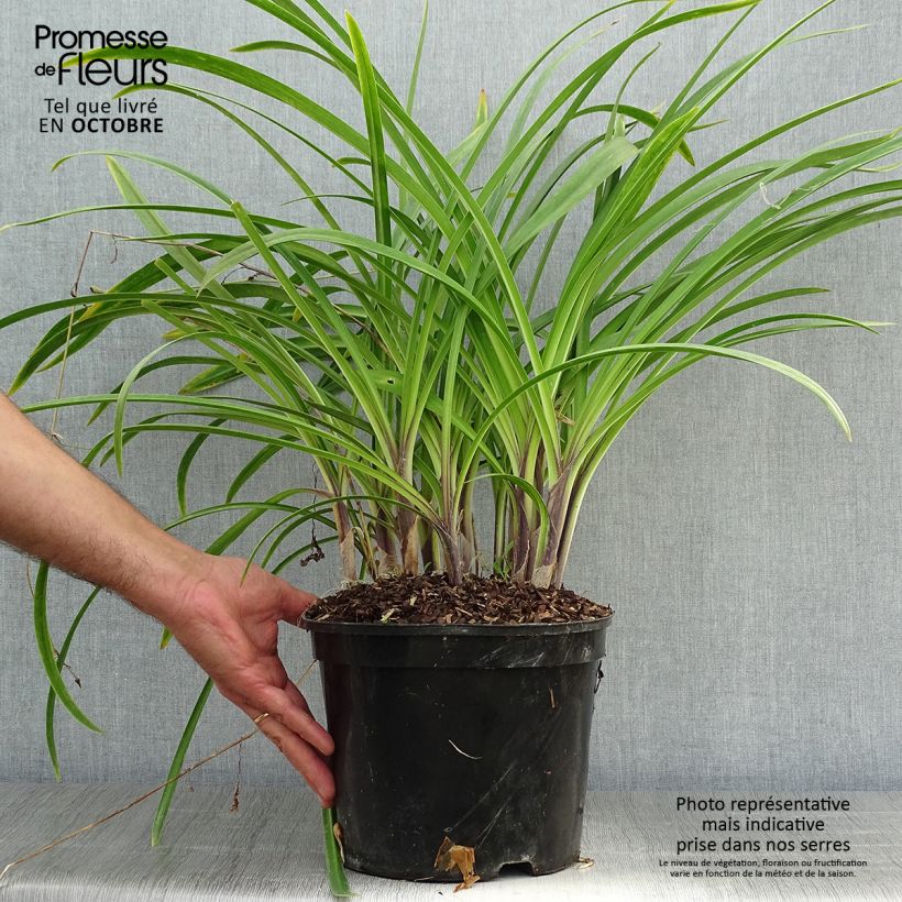 Exemplaar van Agapanthus Docteur Brouwer - Afrikaanse lelie Pot van 4 l/5 l zoals geleverd in de herfst