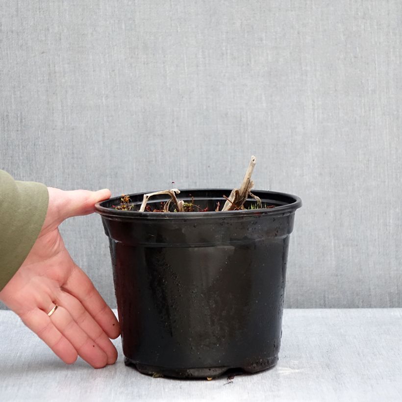 Exemplaar van Agapanthus Docteur Brouwer - Afrikaanse lelie Pot van 2 l/3 l zoals geleverd in de winter