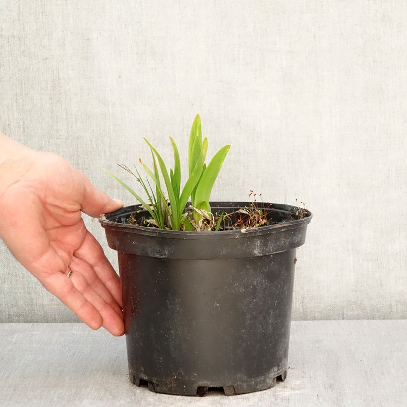 Exemplaar van Agapanthus Docteur Brouwer - Afrikaanse lelie Pot van 2 l/3 l zoals geleverd in de lente