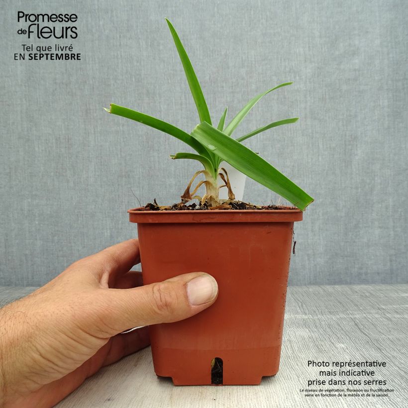 Exemplaar van Agapanthus Enigma - Afrikaanse lelie Pot van 1 l/1,5 l zoals geleverd in de herfst