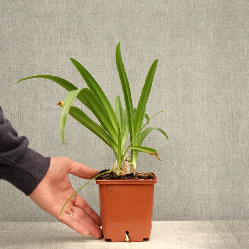 Exemplaar van Agapanthus Enigma - Afrikaanse lelie Pot van 1 l/1,5 l zoals geleverd in de zomer