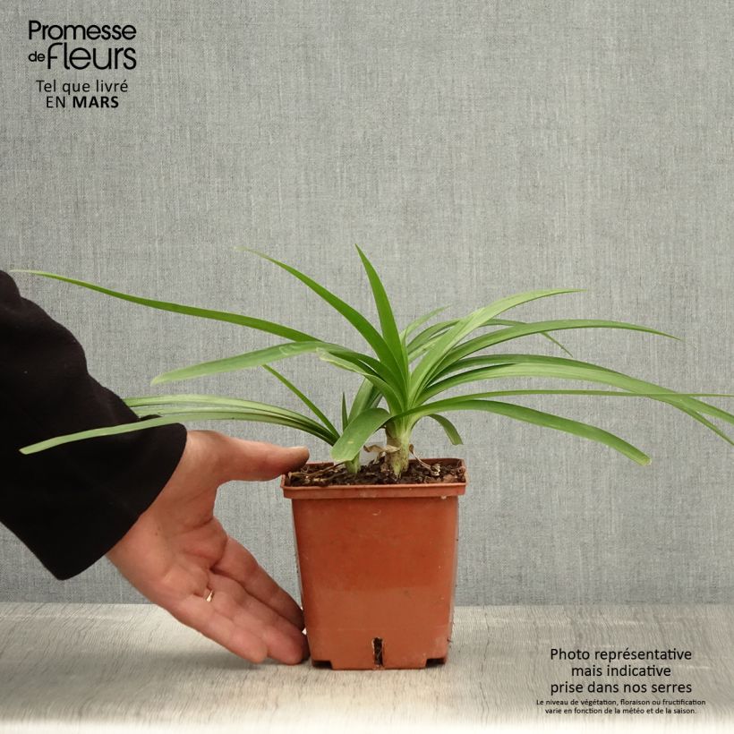 Exemplaar van Agapanthus Enigma - Afrikaanse lelie Pot van 1 l/1,5 l zoals geleverd in de lente
