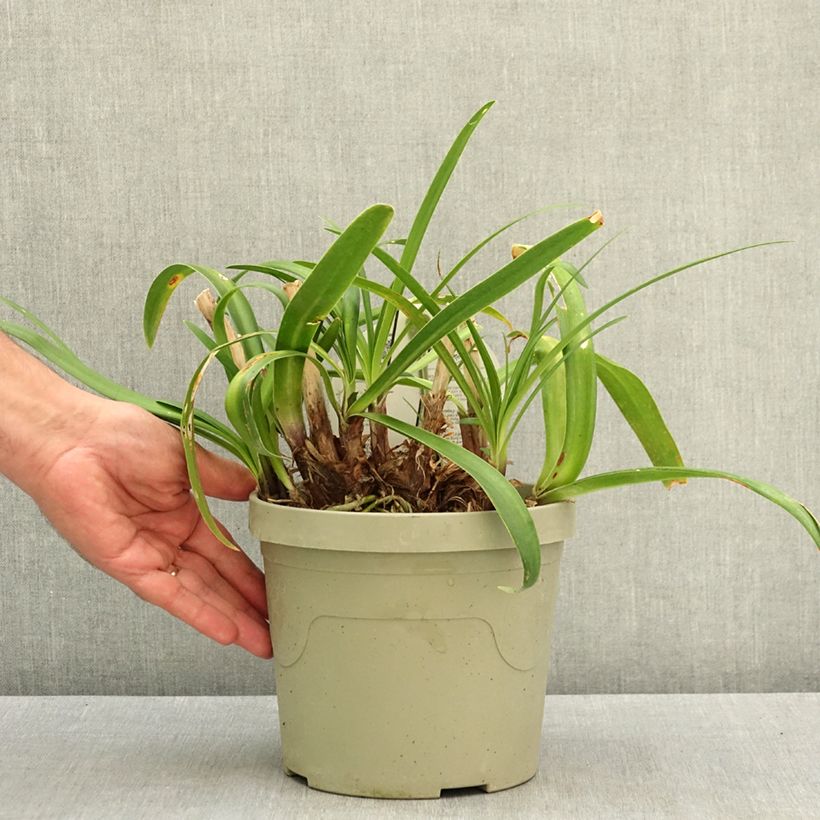 Exemplaar van Agapanthus Everpanthus Midnight Moon Pot van 3 l/4 l zoals geleverd in de zomer