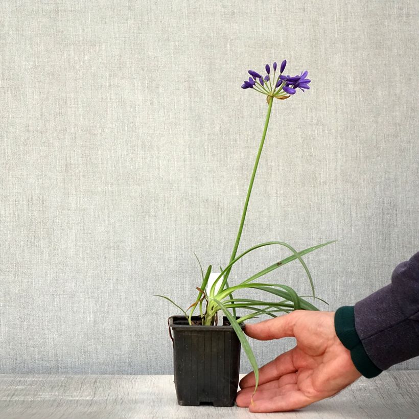 Exemplaar van Agapanthus Flower of Love - Afrikaanse lelie Kweekpotje van 8/9 cm zoals geleverd in de herfst