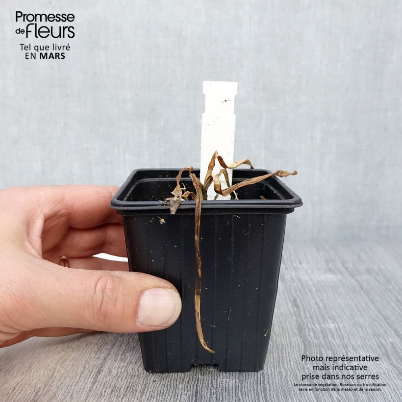 Exemplaar van Agapanthus Flower of Love - Afrikaanse lelie Kweekpotje van 8/9 cm zoals geleverd in de lente