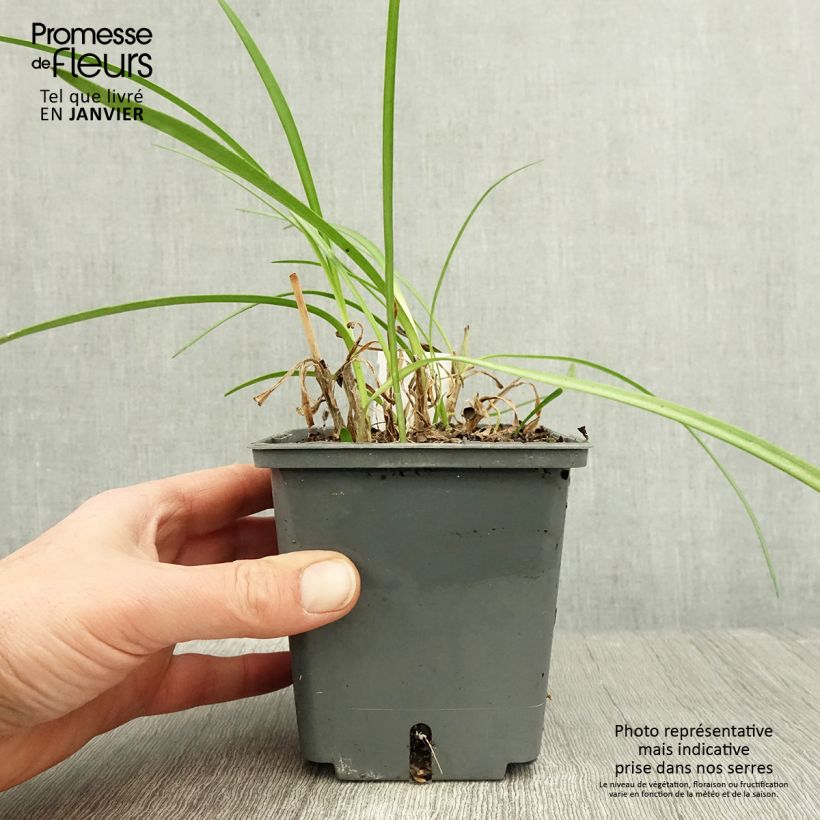 Exemplaar van Agapanthus Flower of Love - Afrikaanse lelie Pot van 1 l/1,5 l zoals geleverd in de winter
