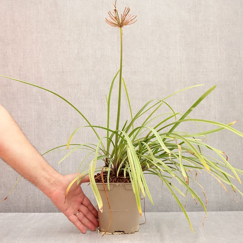 Exemplaar van Agapanthus Glacier Stream - Afrikaanse lelie Kweekpotje van 8/9 cm zoals geleverd in de herfst