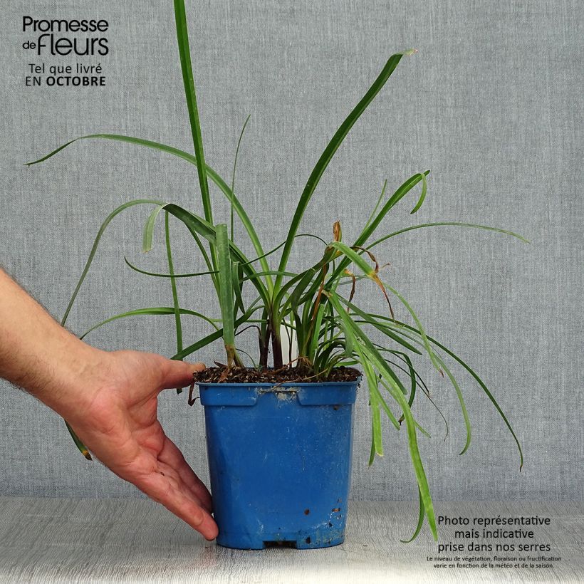 Exemplaar van Agapanthus Glacier Stream - Afrikaanse lelie Pot van 2 l/3 l zoals geleverd in de herfst