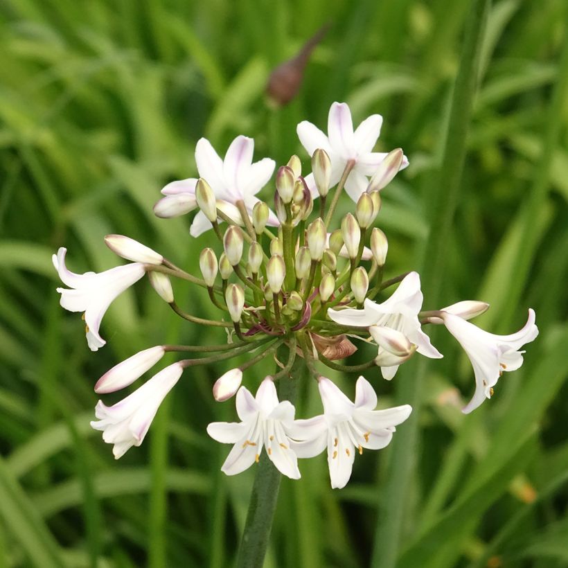 Agapanthus Glacier Stream - Afrikaanse lelie (Bloei)