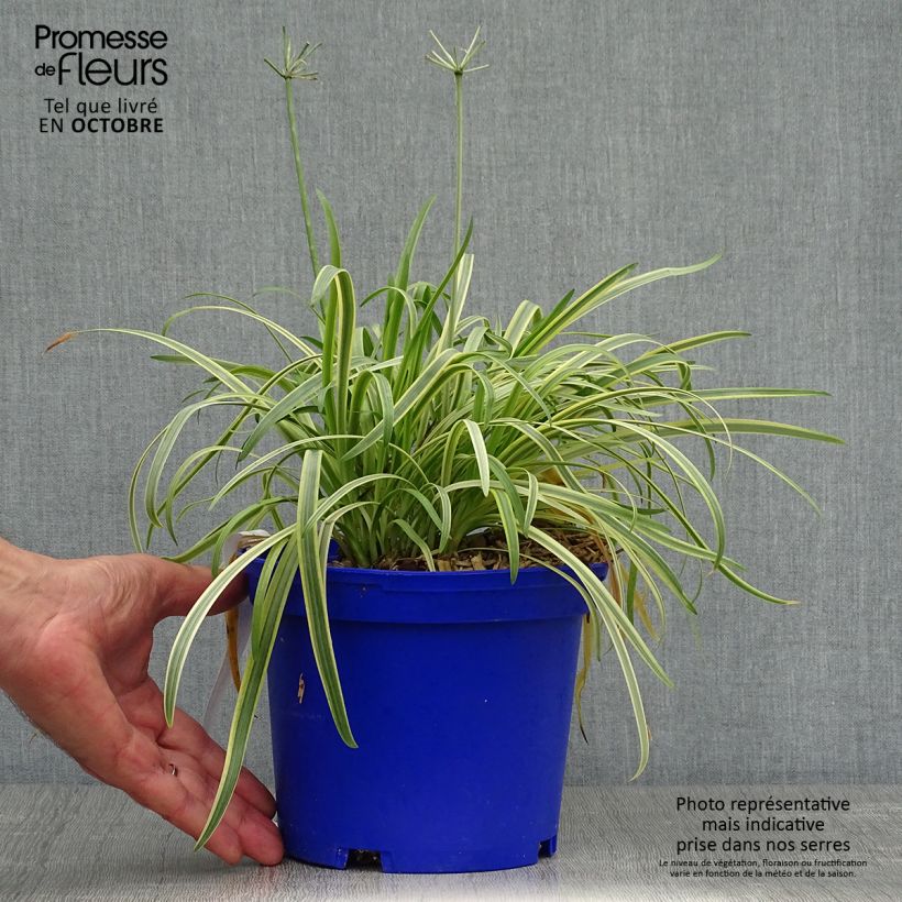 Exemplaar van Agapanthus Golden Drop - Afrikaanse lelie Pot van 2 l/3 l zoals geleverd in de herfst